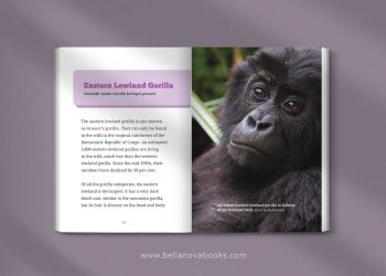 eastern lowland gorilla species profile