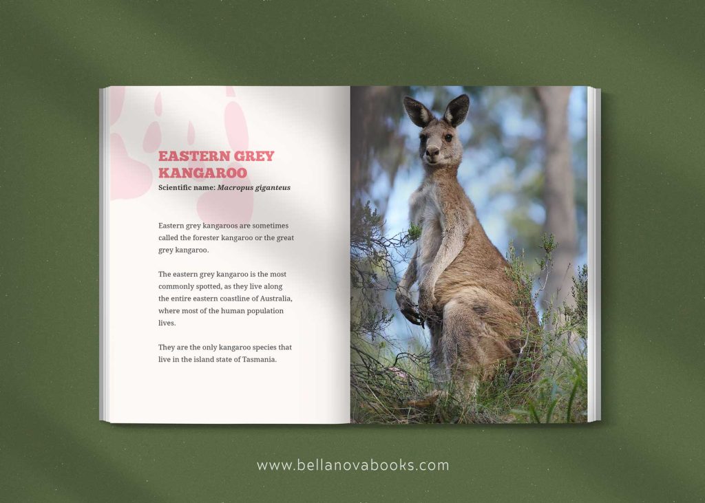 kangaroo species guide