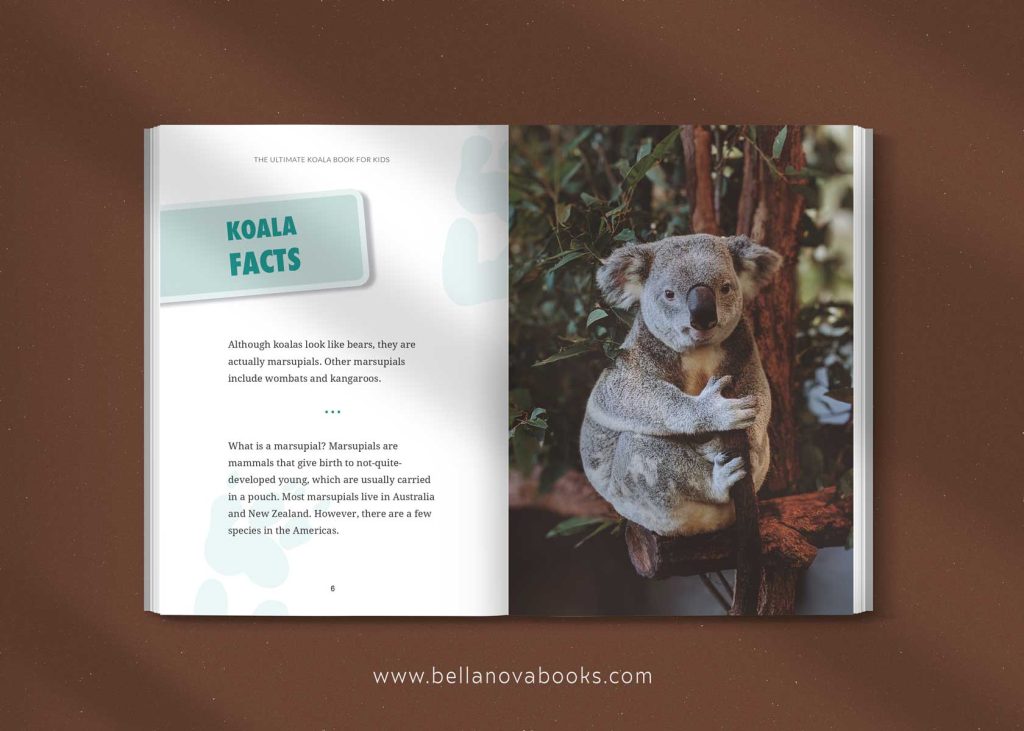 koala facts