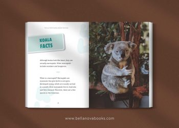 koala facts