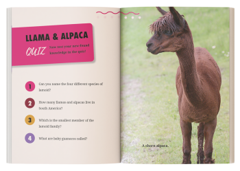 nteractive quiz and word search puzzle page from the llama and alpaca book.