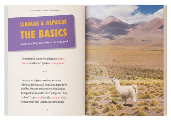 learn about llamas and alpacas