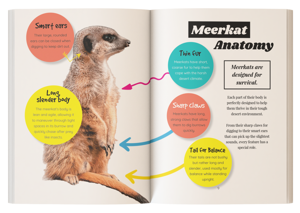 meerkat anatomy