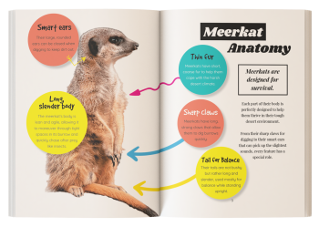 meerkat anatomy