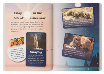 a day in the life of a meerkat