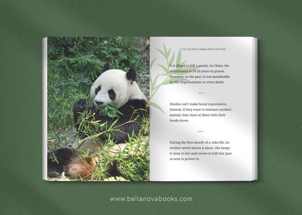 Interior page showing panda with fun facts