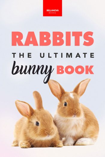 bunny book for kids