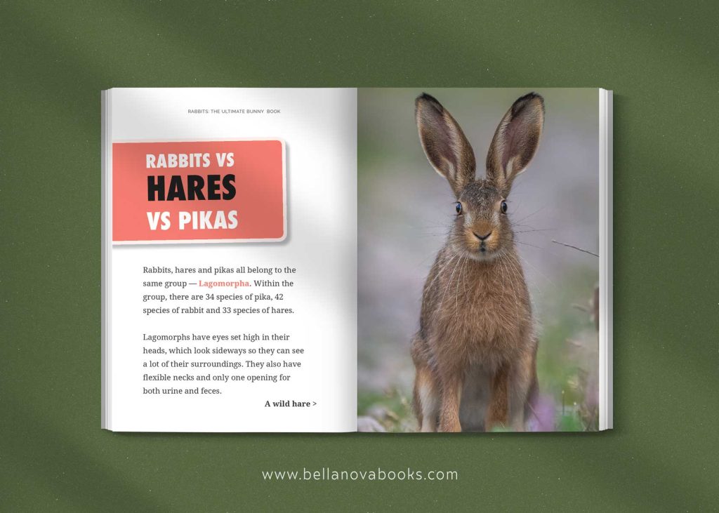 difference between rabbits and hares