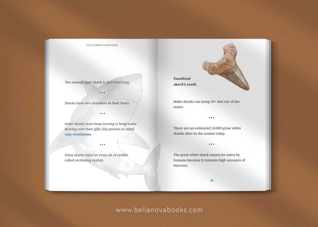 amazing shark facts for kids