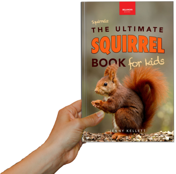 squirrel book for kids jenny kellett paperback