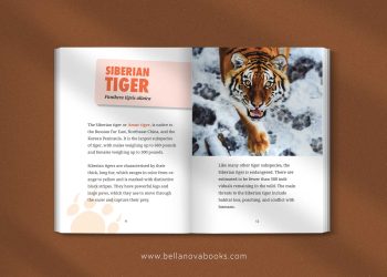 Interior spread showing tiger subspecies comparison with full-color illustrations