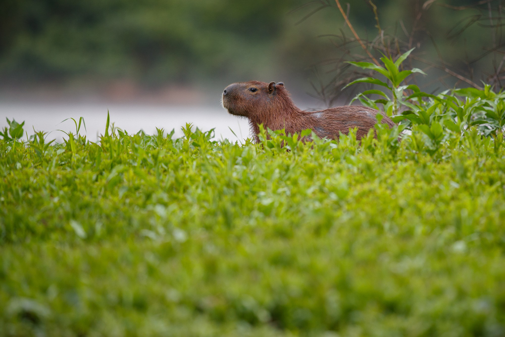 a capybara in its native south american habitat