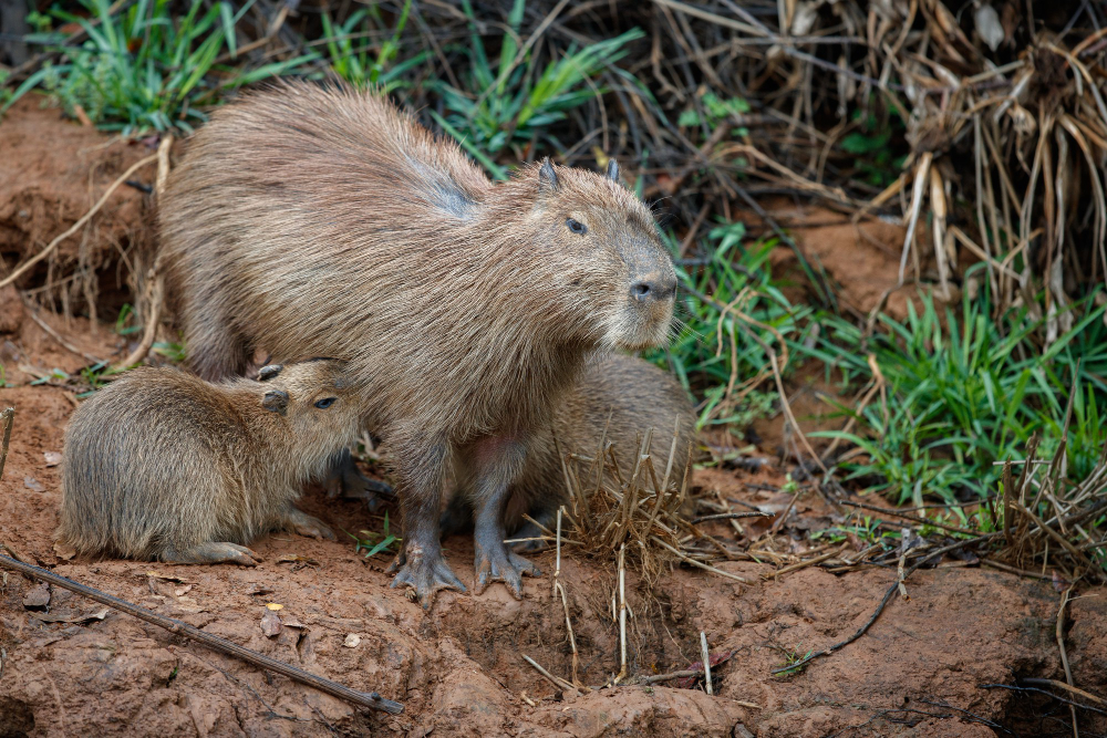 a capybara taking care of her young