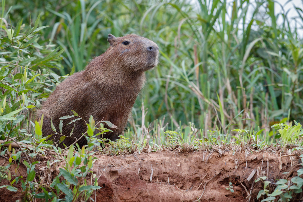 an image of a capybara looking out at the river