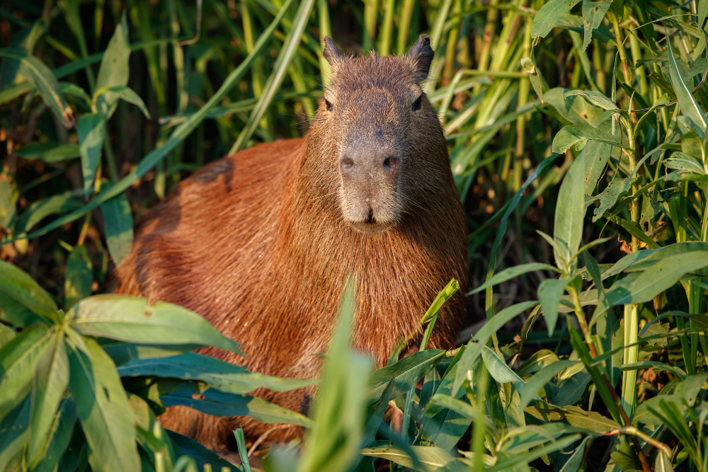 an image of a capybara surrounded by plants