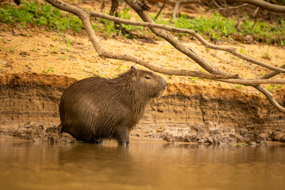 capybaras love to swim