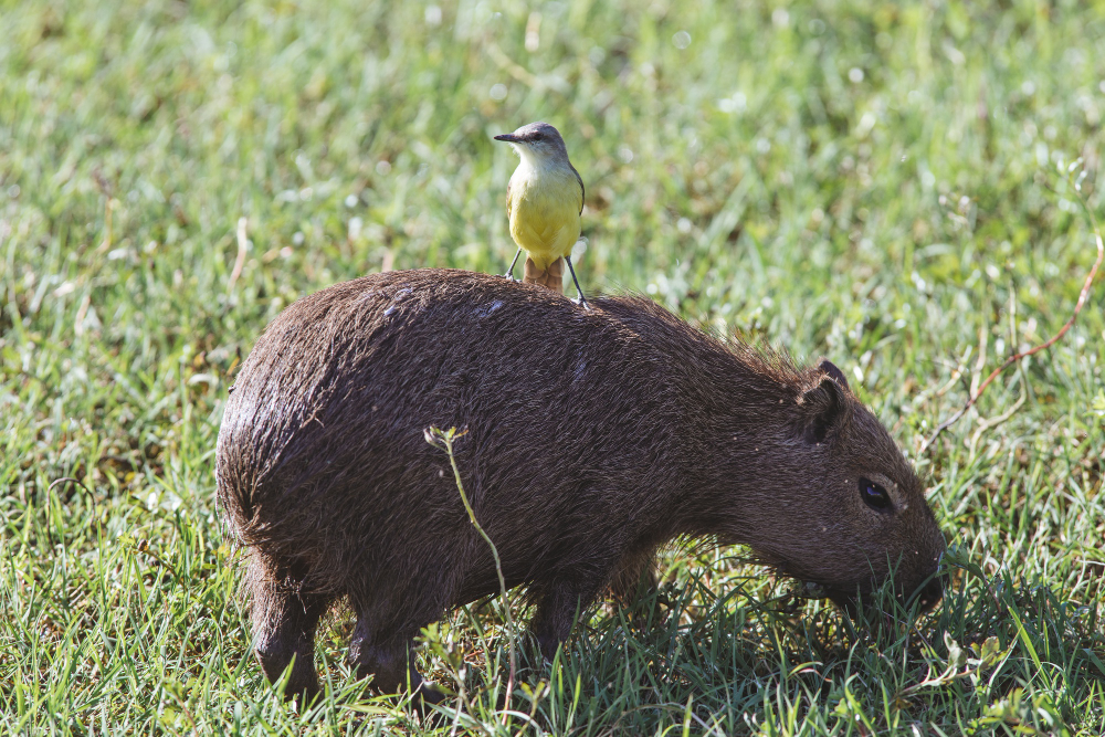 an image of a bird taking a rest on a capybara