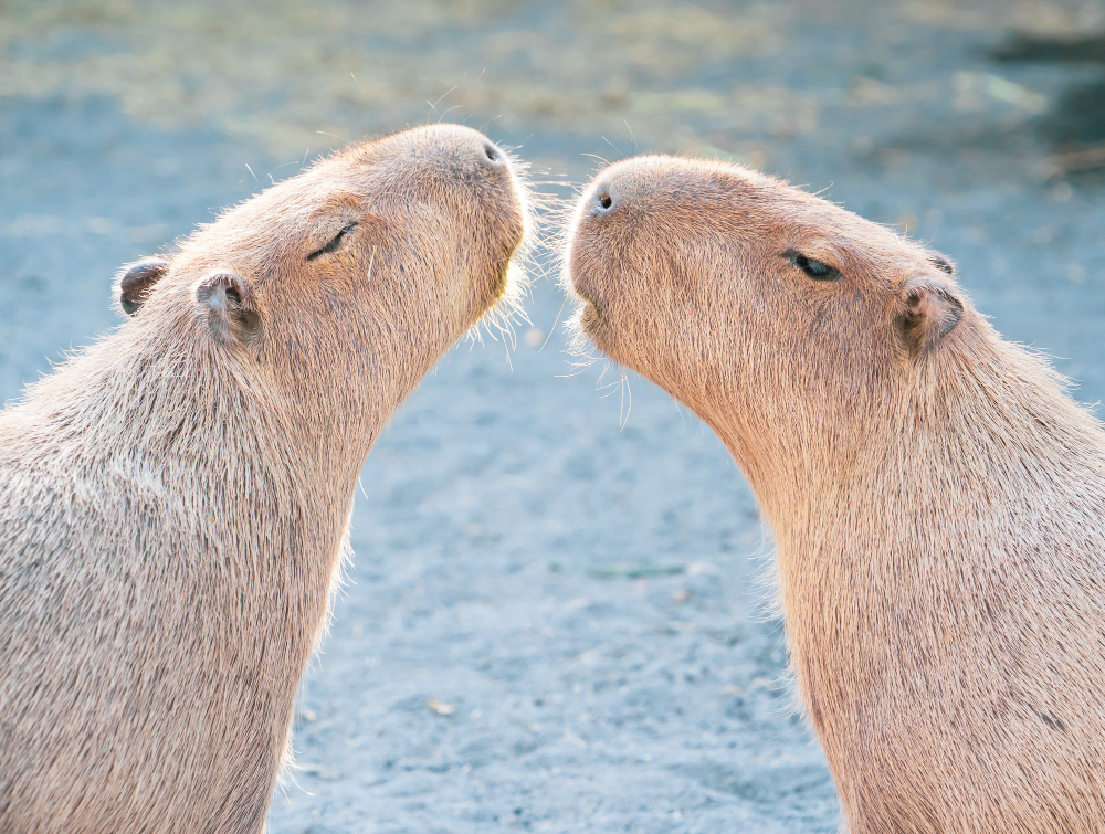 an image of two capybaras close to eachother