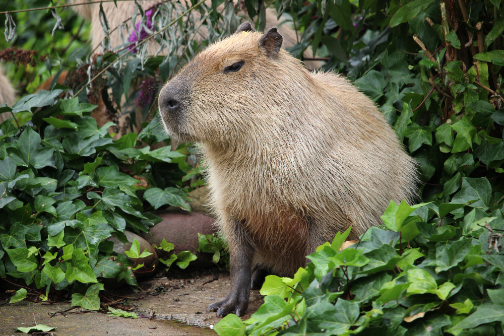 a capybara surrounded by plants