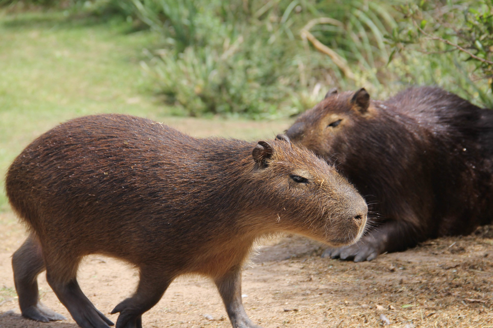 an image of capybaras