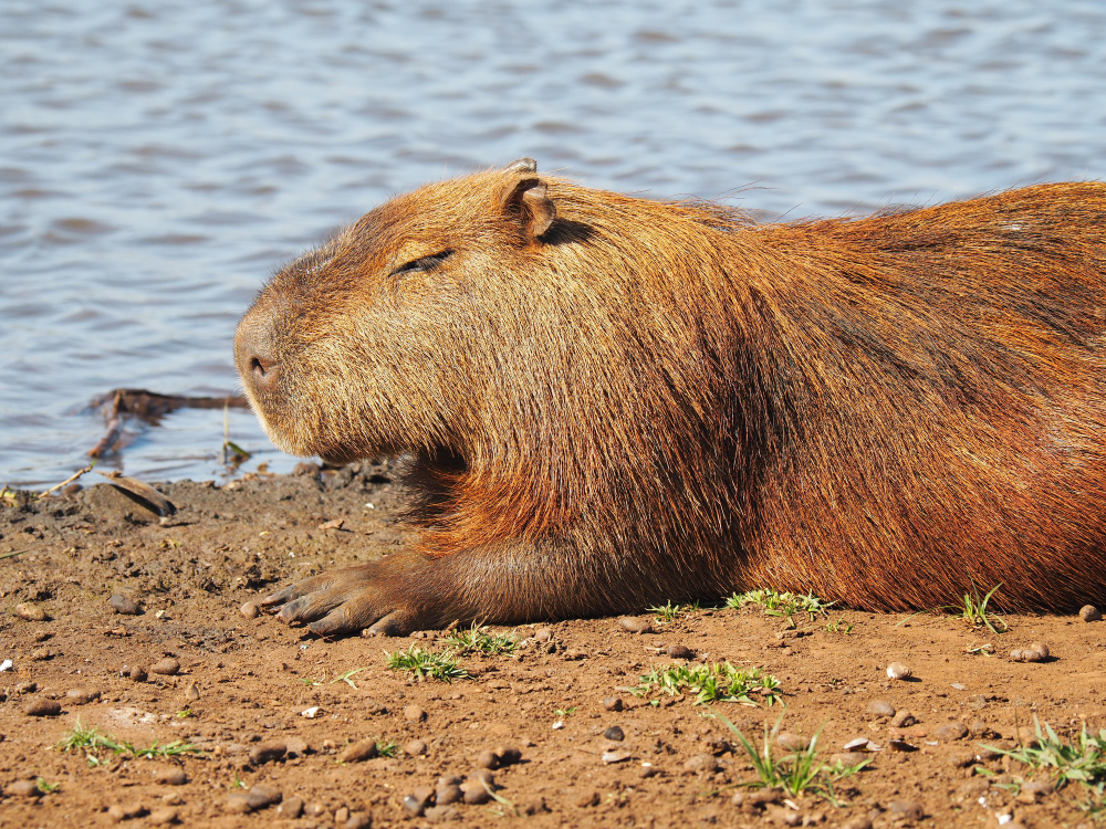 capybaras are the largest rodents in the world