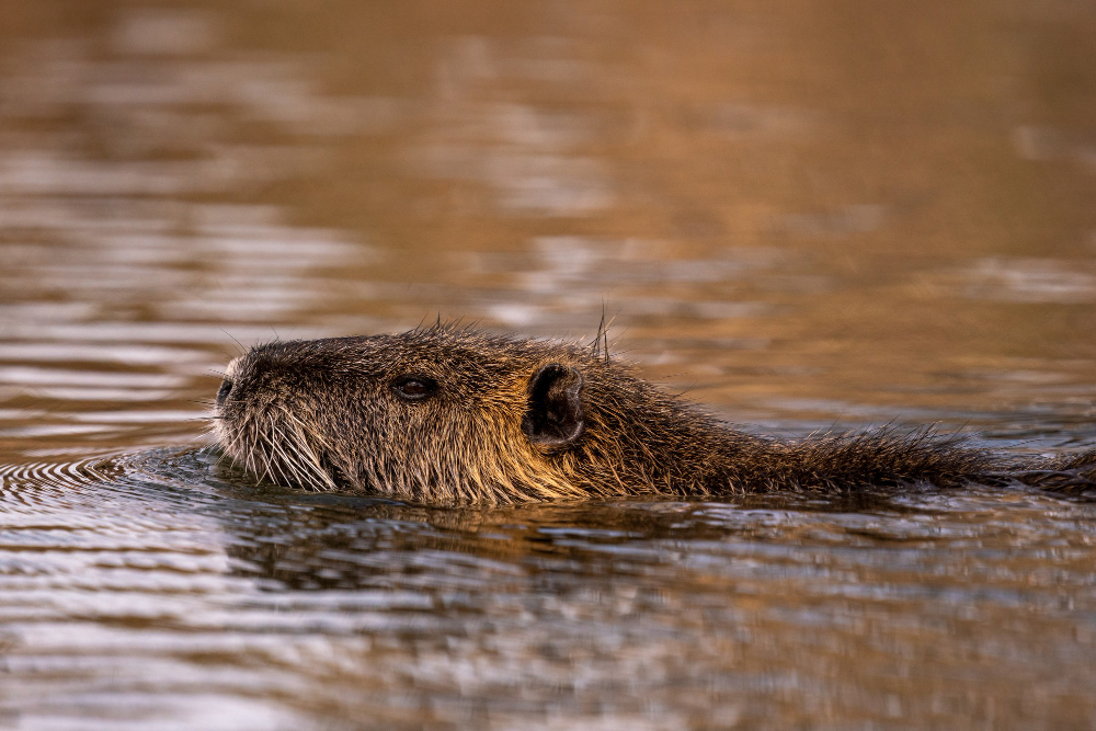 a capybara swimming in a river