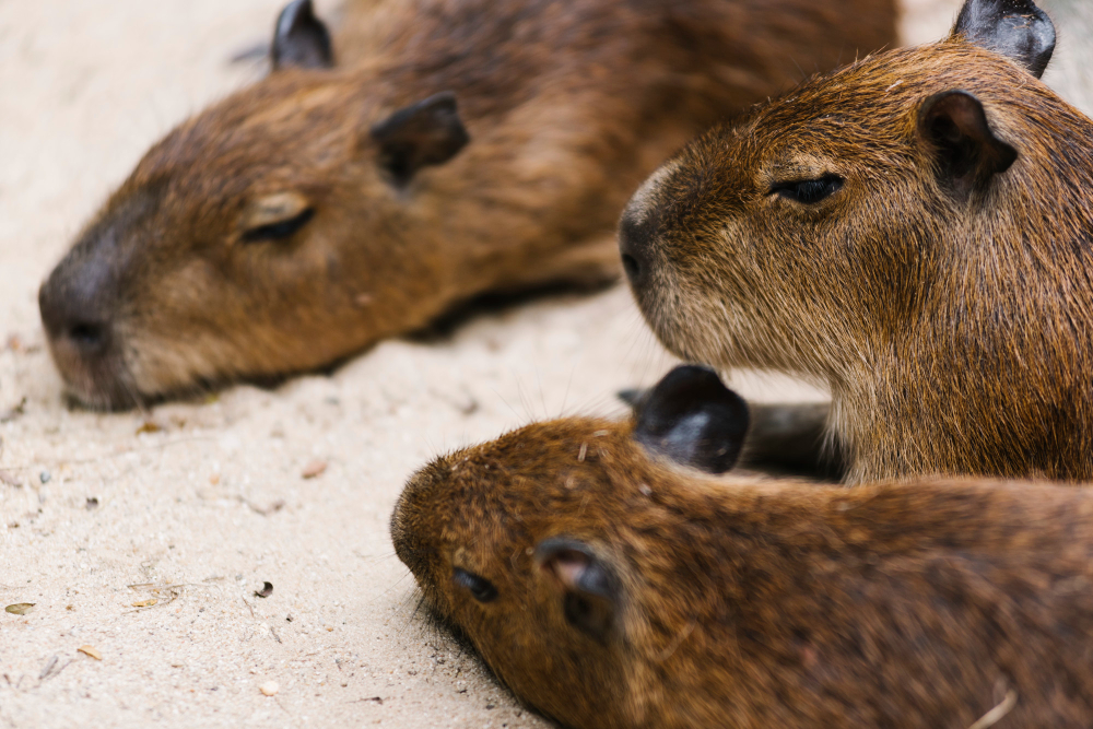 capybaras are very sociable