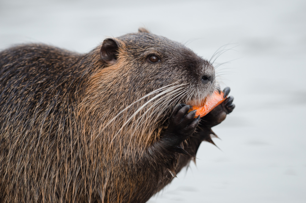an image of a capybara eating some food