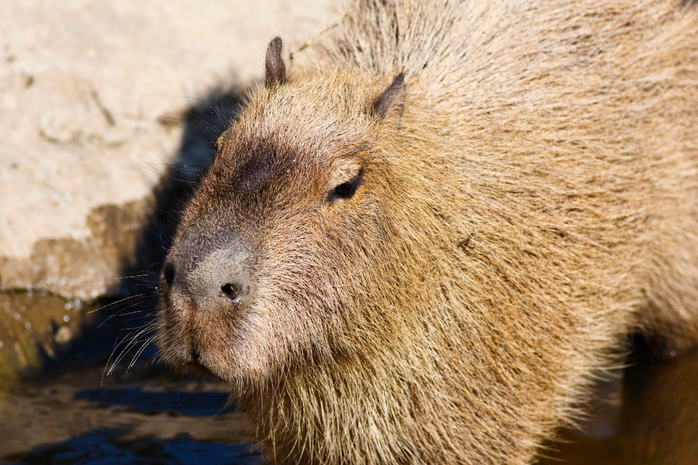 an image of a capybara in the water