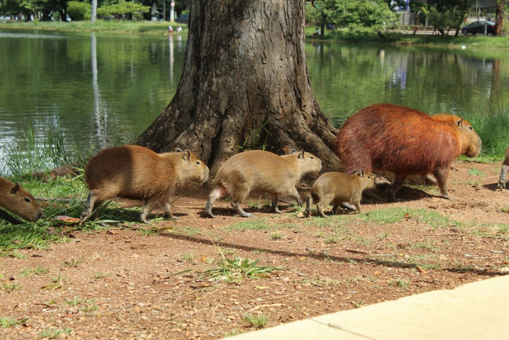 a family of capybaras