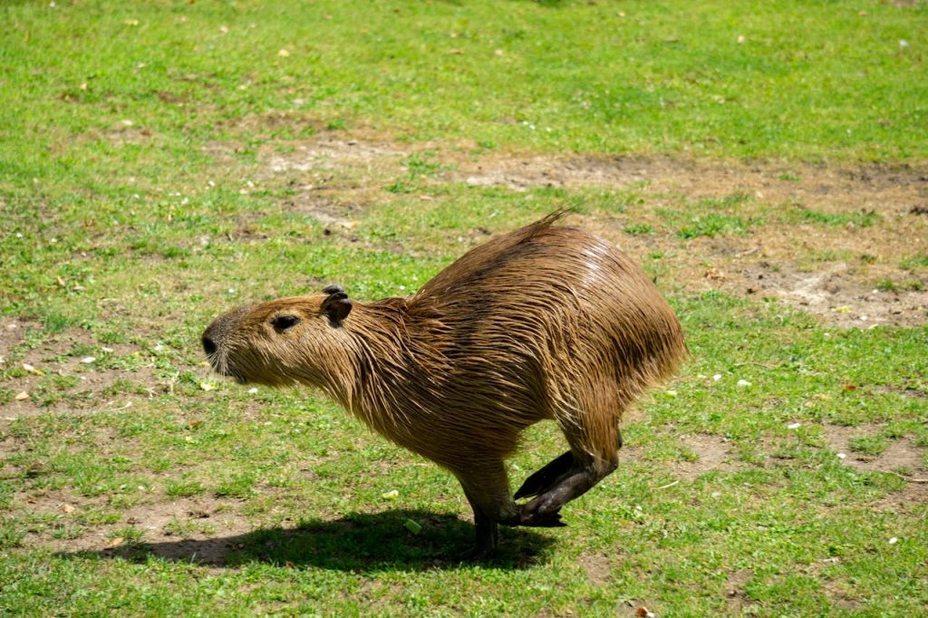 image of a capybara running