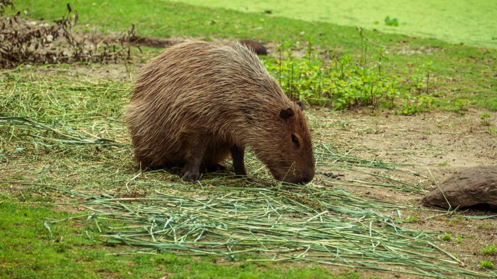 an image of a capybara eating grass