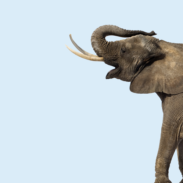 animal books for kids 9-12